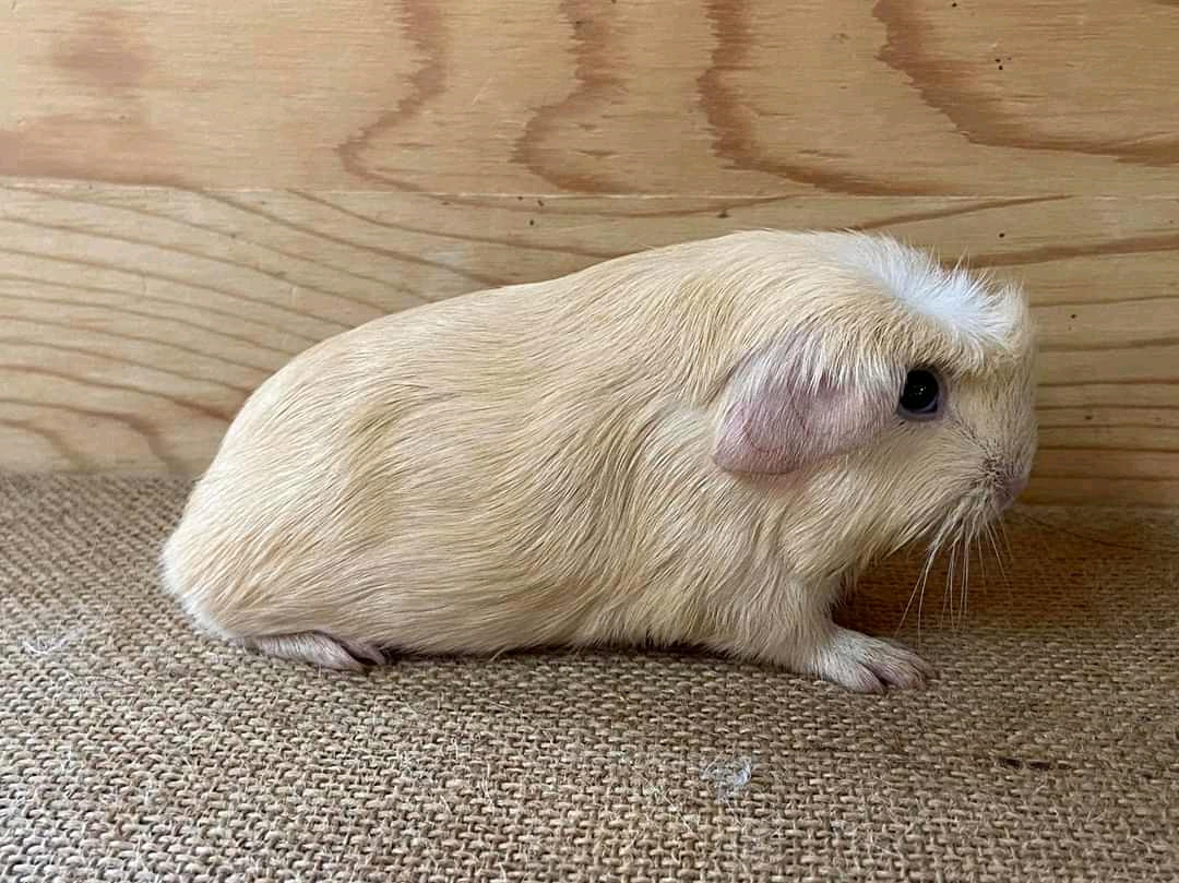 Amrk. crested creme han (NL) Amrk. crested creme han (NL)